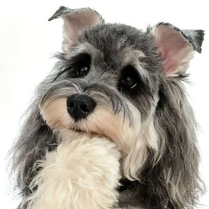 小胡子闯祸精-帆帆