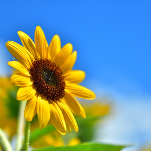 ハッピーシードカーニバル (2024夏)