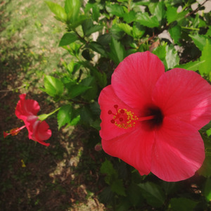 星降る夜の願い