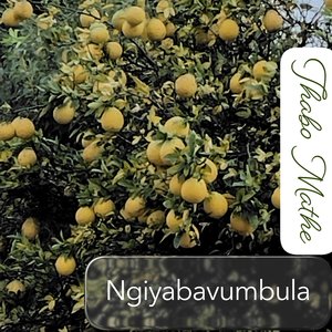 Ngiyabavumbula