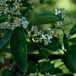 Poly (Versión instrumental)