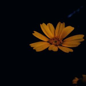 【FREE】 妄想''EMO TRAP type BEAT