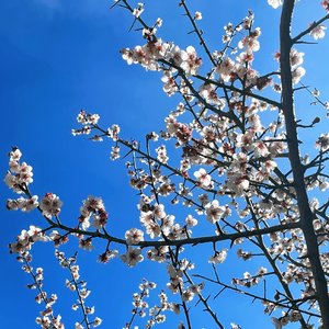 花（PROD.MORROW）