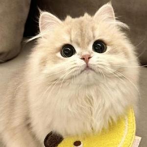 小猫瞪眼进行曲