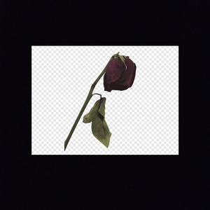 Dark Rose (Dead Sunflower)