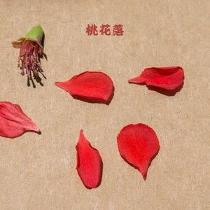 红酥手 (小提琴)