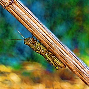 Amidst the Due Season