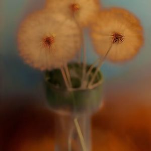 吹不散的蒲公英(prod.4Harry)