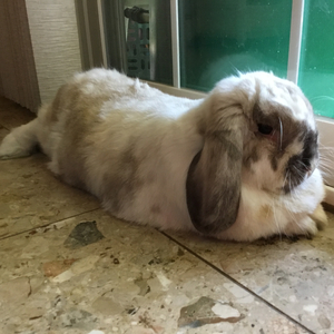 Chonky Bunny (feat. Eleanor Forte)