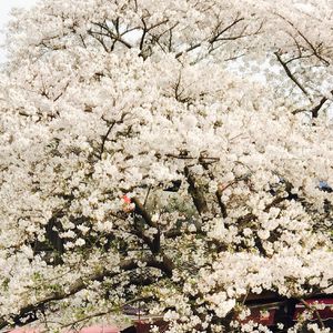 暴风雪