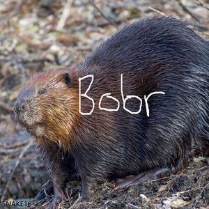 BOBR
