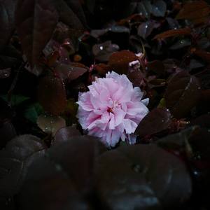 何故春回（cover 张栋梁）