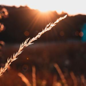 十里稻花香（Original Mix)