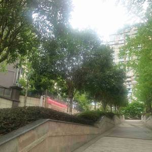 旋律远方