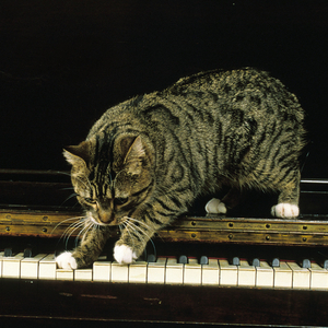 Contented Cats in Jazz