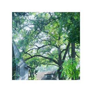 风过林梢（feat. 罗晗熙）