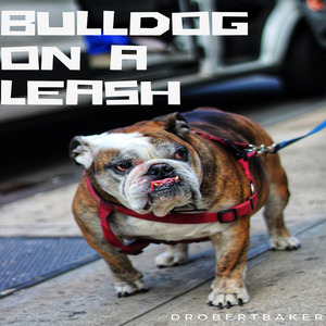 Bulldog on a Leash