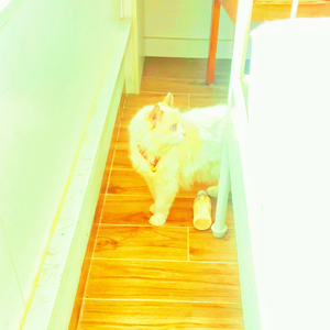 《全自动水化技术［主角］（七匹狼）》