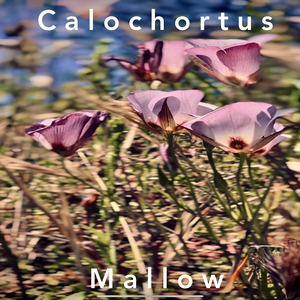 Calochortus