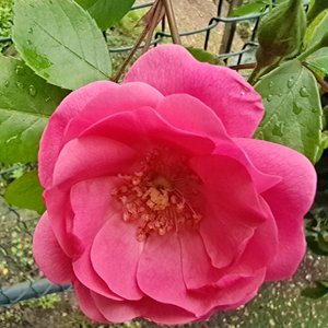 鸟之诗（小提琴版）