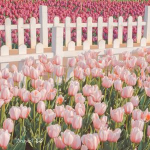 《灵动琴音点亮旅行》