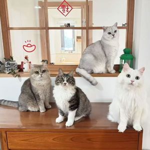 王尉郗与蜥蜴的悲剧