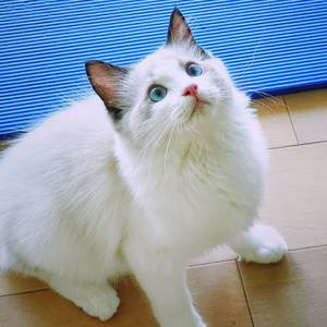 不摇滚（feat. 小xi爱睡觉）