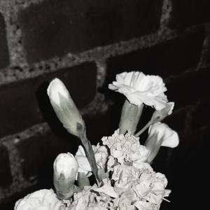 Sweet Dreams, Jelly Bean