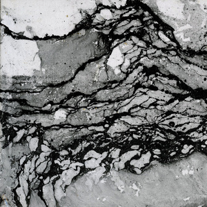 Mycelium