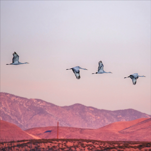 I Don't Want to Decide