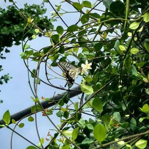 满天繁星-整曲 伴奏