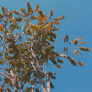 莫忘来时路 (心灵钢琴曲)