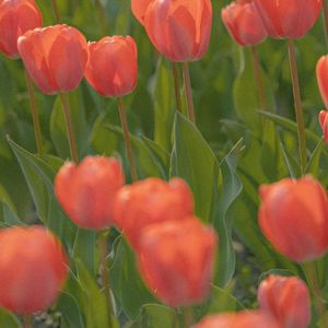 暖怀抱里的情谊