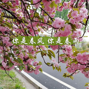 你是春风你是春雨