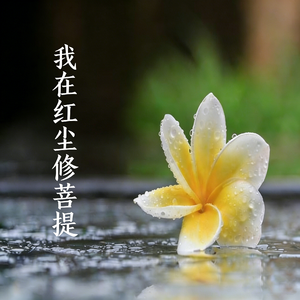 我在红尘修菩提