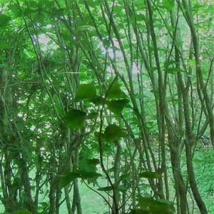 Mariachi Madness vs Freaky Deaky Flamenco