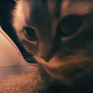 Chipi Chipi Chapa Chapa