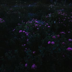 Ghibli style【Special Edition】