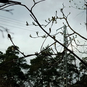 Чёрная весна