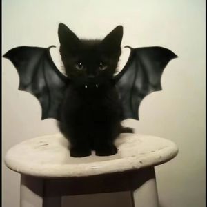 emo fairy tale（cover：付苏朦，J.HOt）