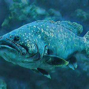 Hyacinth-Bean-Broccoli Soup