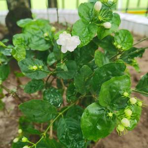 送你一朵小红花(退伍版)