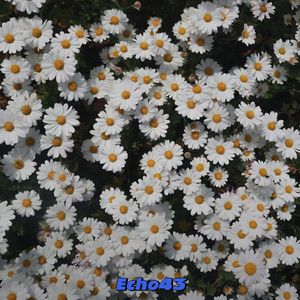 Free"RIP"Polo G×Toosii Type Beat