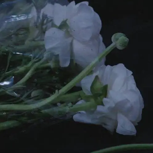 花开