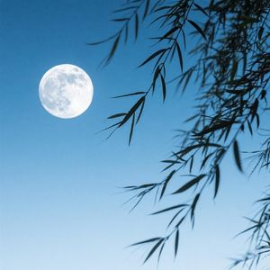 归帆逐月随意游