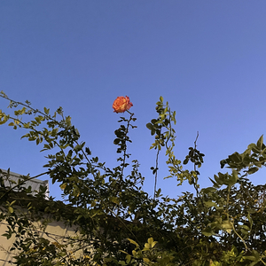 破碎落叶