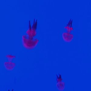 到不了的季节(cover 黄子弘凡)