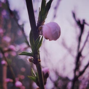 得不到的爱情（男声普通话版）