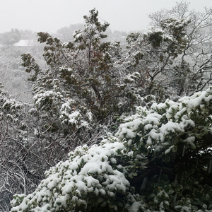 Christmas Dinosaurs (feat. Jon Worthy)