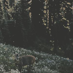 Roses (feat. tempted2die)
